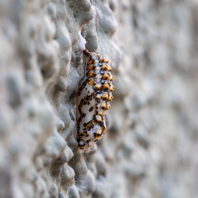 Crisalide di Melitaea didyma - Nymphalidae